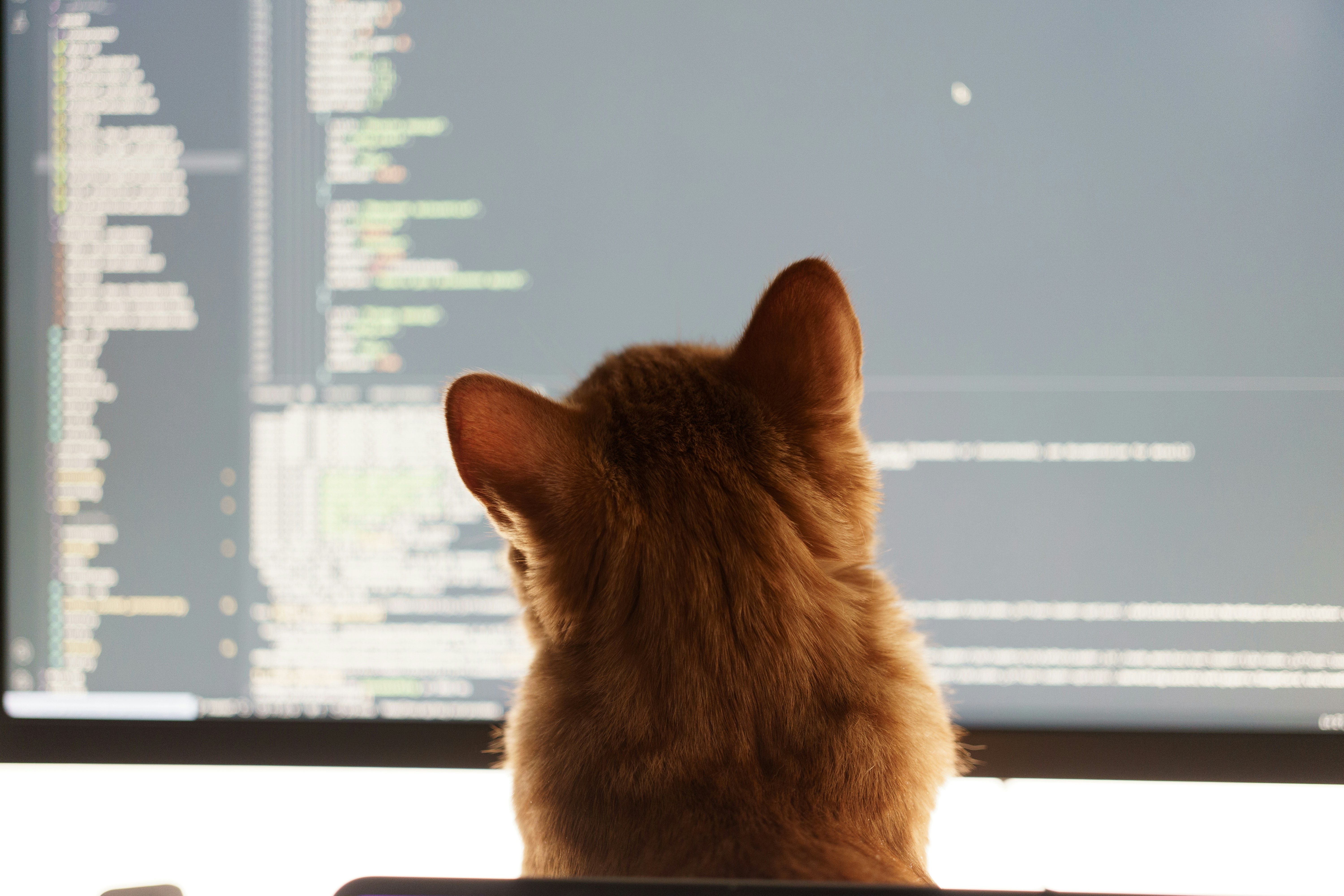 Orange cat looking intently at a computer screen displaying code