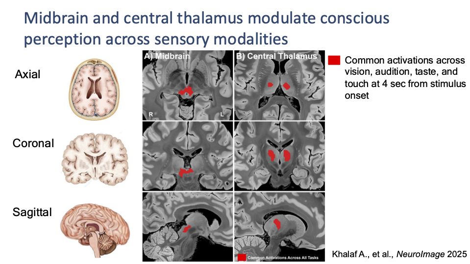 Brain scan images highlight the midbrain and central thalamus, showing that these regions are active across vision, hearing, taste, and touch when conscious perception occurs.